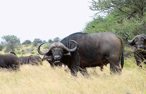 Cape Buffalo