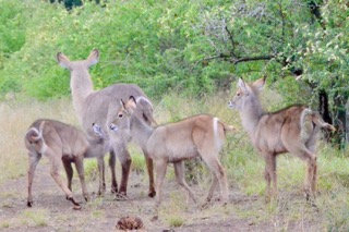 Small nursing herd of water buck