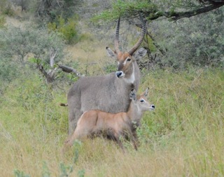 Male Waterbuck and baby
