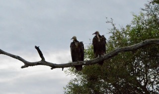 Vultures waiting their turn on a feast
