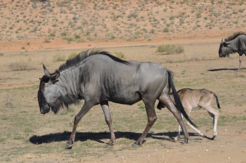 Wildebeest and baby