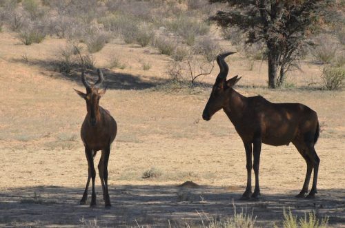 Two red hartebeest seeking the cool 