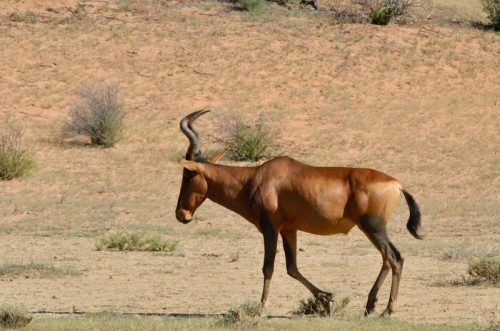 Red Hartebeest