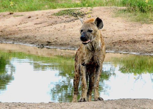 Hyena after a swim
