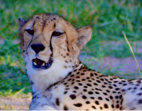 Cheetah posing for the camera