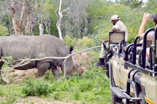 Dehorned rhino and game drive
