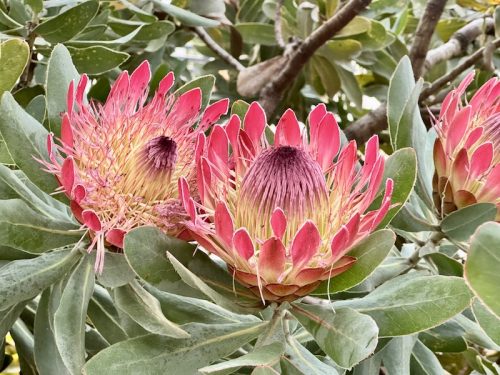 Protea - South Africa's national flower