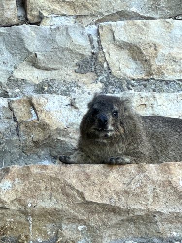 Rock Dassie (Hyrax)