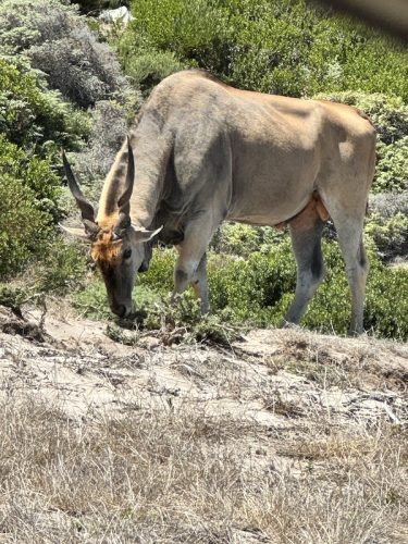Eland in Cape Point National Park