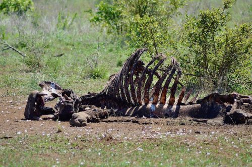 Hippo Carcass post-vultures