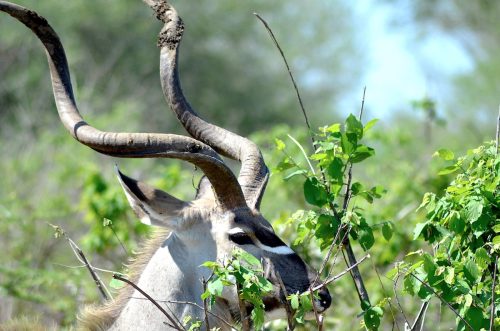 Sideview of a male kudu